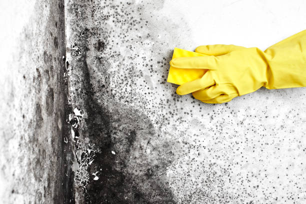 Blanchard, OK Mold Remediation Company