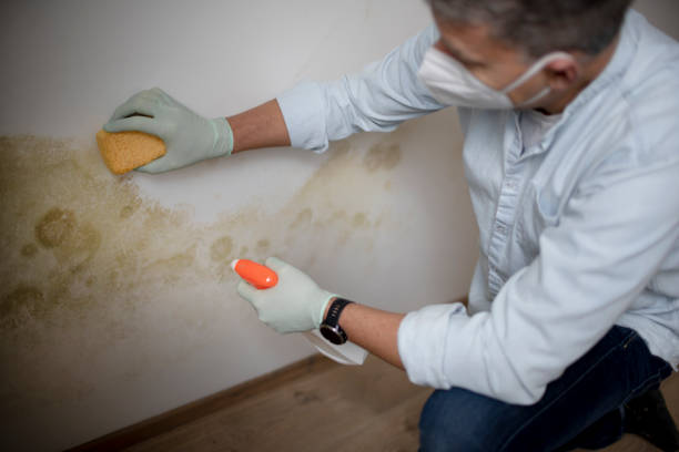 Best Health and Safety Mold Remediation in Blanchard, OK