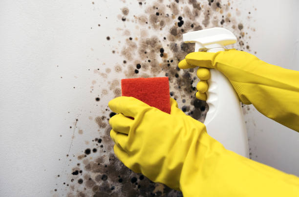 Best HVAC Mold Remediation in Blanchard, OK