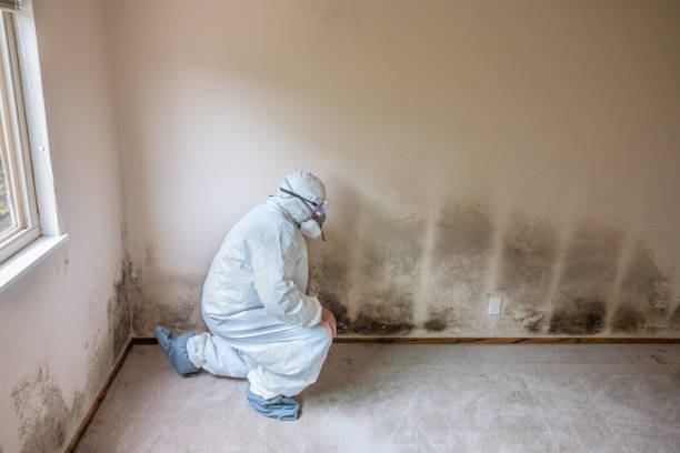 Best Insurance-Related Mold Remediation in Blanchard, OK