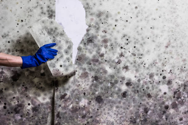 Best White Mold Remediation in Blanchard, OK