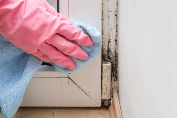 Best DIY Mold Remediation Support Services in Blanchard, OK