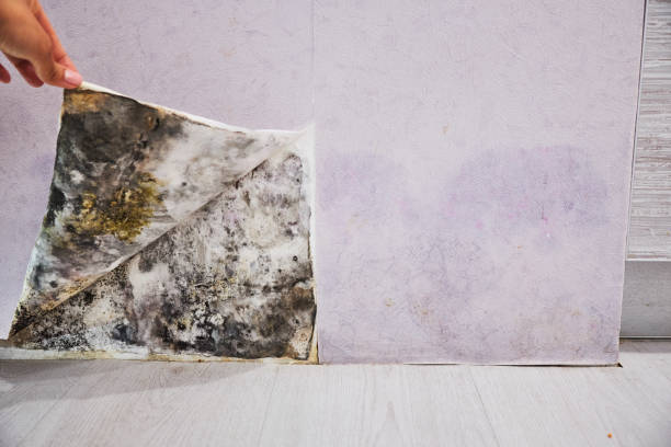 Best Localized Mold Remediation (e.g., coastal areas, humid climates) in Blanchard, OK